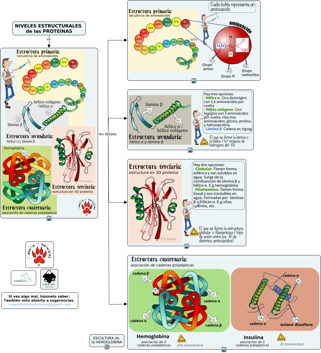 Tema 44 Niveles Estructurales De Las Proteínas 0786